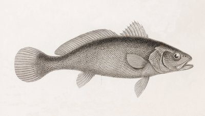 Science Corb, zbliżenie autorstwa Unbekannt