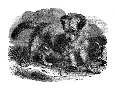 Terr szkocki, 1848 autorstwa Unbekannt