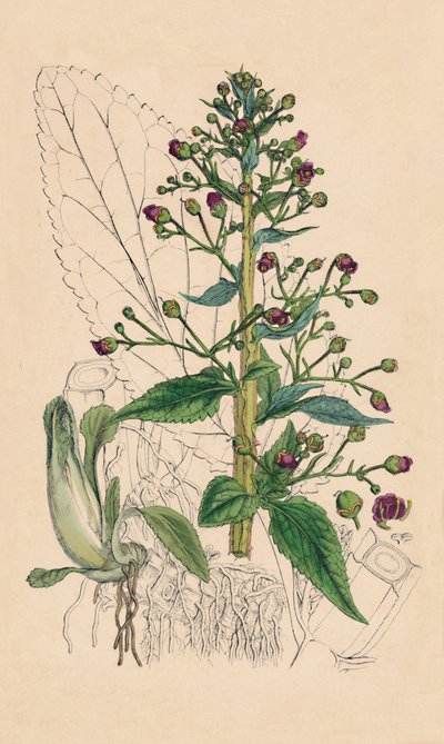 Scrophularia Ehrharti. Beton wodny Ehrharta, XIX w. autorstwa Unbekannt