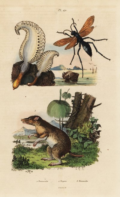 Długopis morski, Pennatula phosphorea 1, osa pająka, Pepsis limbata 2 i bandicoot długonosy, Perameles nasuta 3 autorstwa Unbekannt