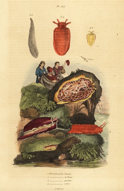 Ślimaki morskie: Pleurobranchus reticulatus 1, Berthellina citrina 3, Pleurobranchus peronii 2,4 autorstwa Unbekannt