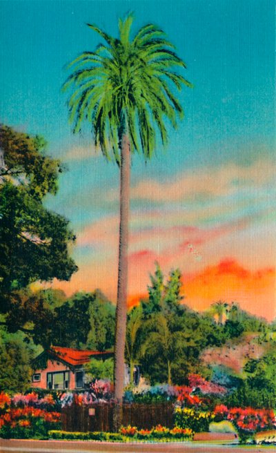 Palma Serra. Pierwsza palma w Kalifornii, ok. 1941 r. autorstwa Unbekannt