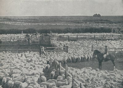 Owczarnie w Australii, 1910 autorstwa Unbekannt