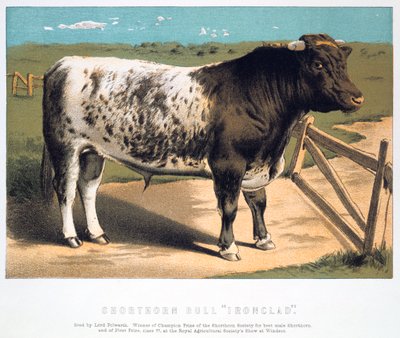 Ironclad Shorthorn Bull, 1875 autorstwa Unbekannt