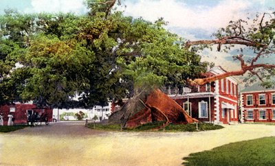 Silk Cotton Tree, Nassau, New Providence, Bahamy, c1900 autorstwa Unbekannt