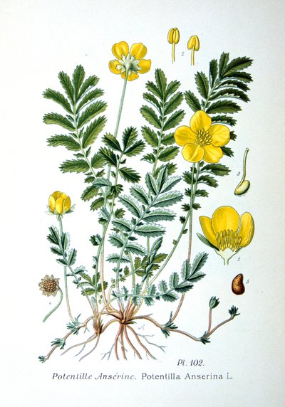 Srebrzysta, 1893 autorstwa Unbekannt