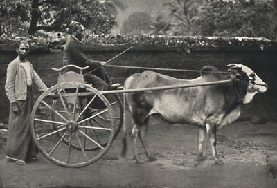 Zegar zebu syngaleskiego, 1926 autorstwa Unbekannt