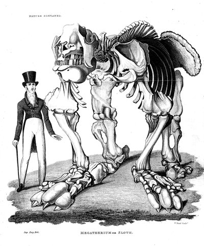 Szkielet Megatherium, wymarły olbrzymi naziemny leniwiec, 1823 autorstwa Unbekannt
