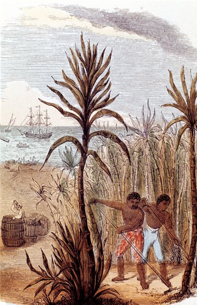 Niewolnicy uprawiający trzcinę cukrową w Indiach Zachodnich, 1852 autorstwa Unbekannt