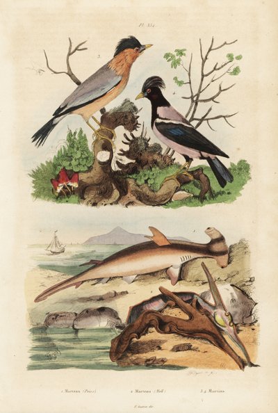Młot gładki, Sphyrna malleus 1, ostryga młotkowata, Malleus malleus 2, brahminy myna, Sturnia pagodarum 3 i szpak różany, Pastor roseus 4 autorstwa Unbekannt