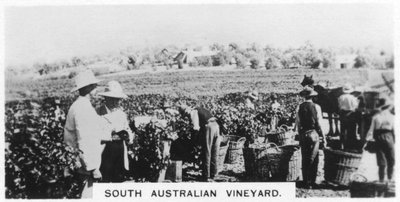 Winnica Australii Południowej, 1928 autorstwa Unbekannt