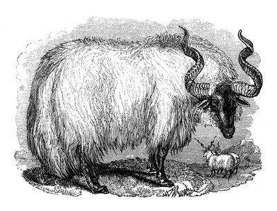 Hiszpańska owca, 1848 autorstwa Unbekannt