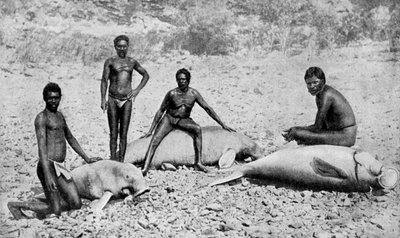 Speared manatee, północno-zachodnia Australia, 1922 autorstwa Unbekannt