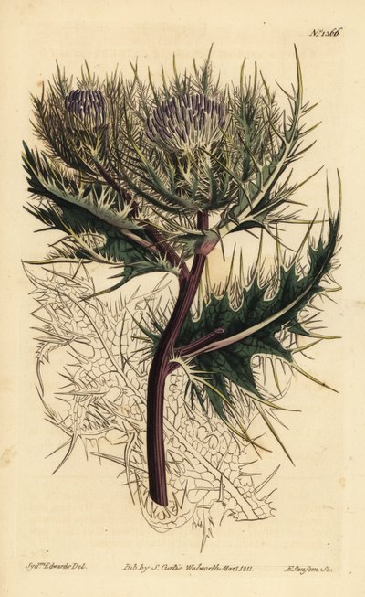 Kolczasty oset, Cirsium spinosissimum (Cnicus spinosissimus z pierzastym grotem, Cnicus spinosissimus) autorstwa Unbekannt