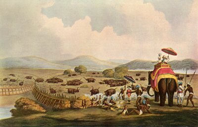 Sport w Indiach - Wjeżdżanie słoni do Keddah, c1808, 1901. autorstwa Unbekannt