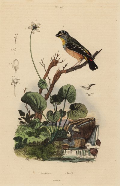 Pardalot cętkowany , Pardalotus punctatus autorstwa Unbekannt