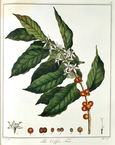 Gałązka Kawy Coffea Arabica z kwiatami i ziarnami, 1798 autorstwa Unbekannt