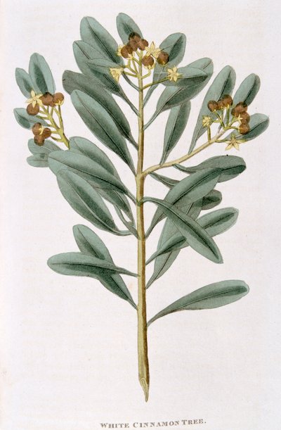 Gałązka białego cynamonu Canella alba, 1823 autorstwa Unbekannt