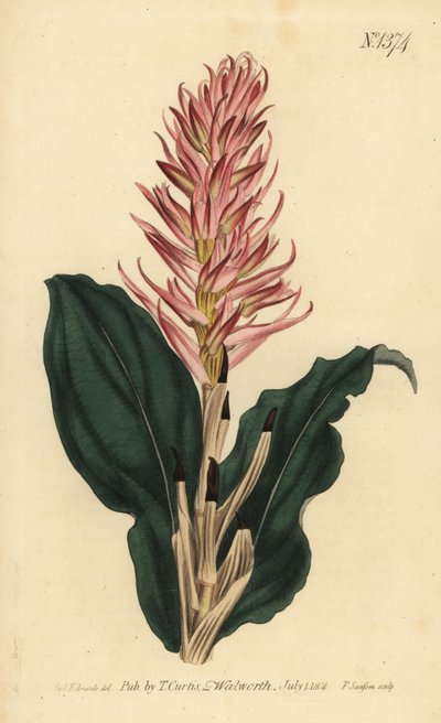 Storczyk Stenorrhynchos speciosum (Neottia czerwonokwiatowa, Neottia speciosa) autorstwa Unbekannt