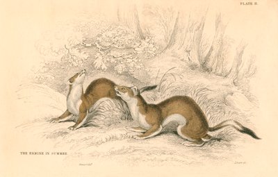 Gronostaj Mustela erminea, członek rodziny łasic, 1828 autorstwa Unbekannt