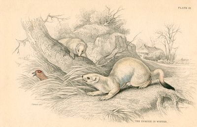 Gronostaj Mustela erminea, członek rodziny łasic, 1828 autorstwa Unbekannt