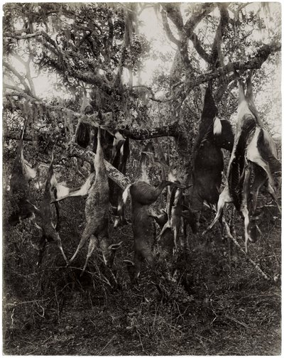 Dziwny owoc (odbitka żelatynowo-srebrowa) autorstwa Unbekannt