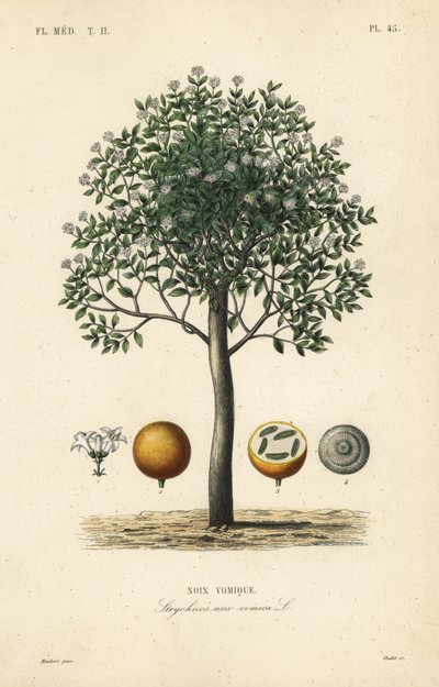 Drzewo strychniny, nux vomica, trujący orzech lub nasienie strychnos, Strychnos nux-vomica, Noix vomique autorstwa Unbekannt