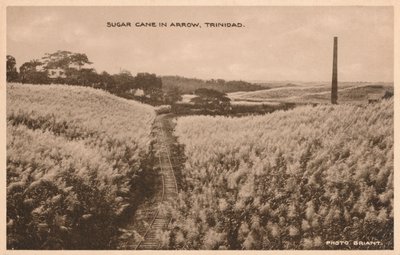 Trzcina cukrowa w Arrow Trinidad, ok. 1900 r. autorstwa Unbekannt