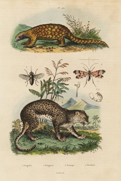 Łuskowiec Sunda, Manis javanica, krytycznie zagrożony 1, lampart, Panthera pardus 4, mucha końska, Tabanus rostratus 3, mucha skorpiona, Panorpa communis 3 autorstwa Unbekannt