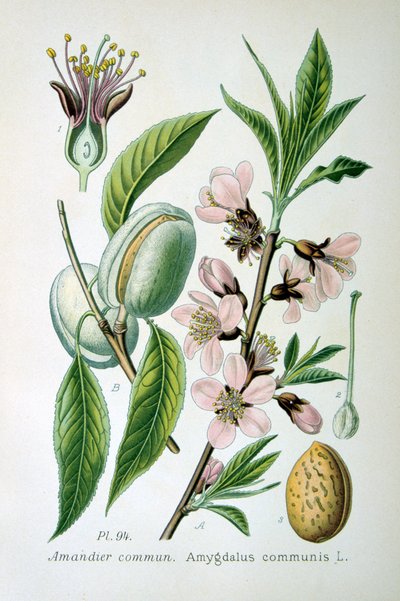 Słodki migdał, 1893 autorstwa Unbekannt
