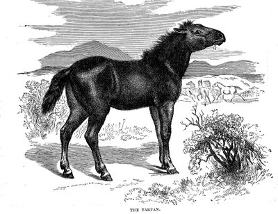 Tarpan, 1884 autorstwa Unbekannt