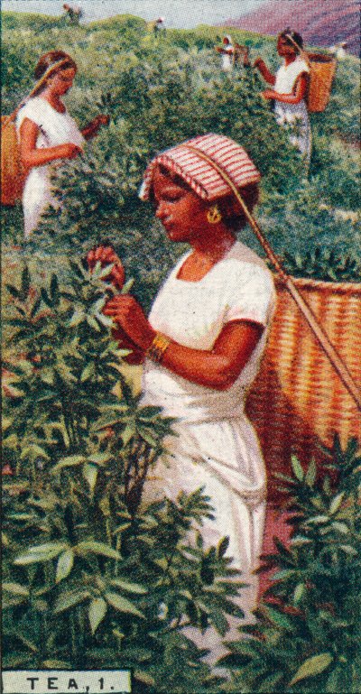 Herbata, 1. - Zrywanie liści, Cejlon, 1928 autorstwa Unbekannt