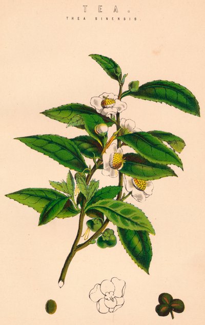 Herbata, XIX w. autorstwa Unbekannt