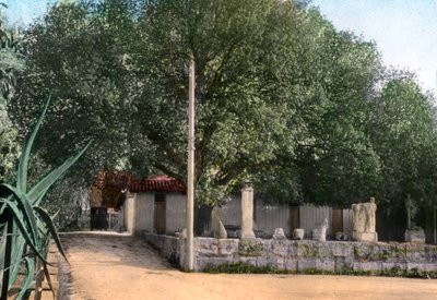 Drzewo terebintowe, Hammam Meskoutine, Algieria autorstwa Unbekannt