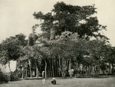 Drzewo Banyan, Barrackpore, 1870, 1925. autorstwa Unbekannt