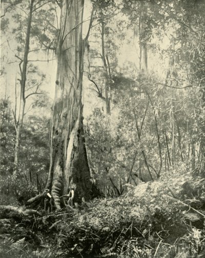 Baron, zauważone wysokie drzewo, 1901. autorstwa Unbekannt