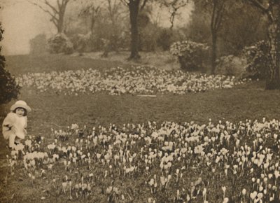 Krokusowy dywan wiosenny, ok. 1935 r. autorstwa Unbekannt