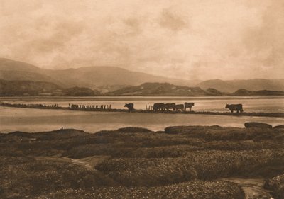 Gołąb w Ynyslas, 1902 autorstwa Unbekannt