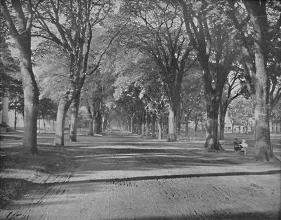 Wiązów, New Haven, Connecticut, c1897. autorstwa Unbekannt
