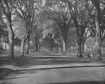 Wiązów, New Haven, Connecticut, USA, ok. 1900. autorstwa Unbekannt