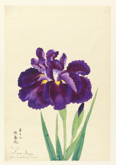 Walki Miś (Funjin), No. 12, CA. 1910 autorstwa Unbekannt