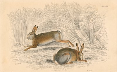 Zając Lepus europaeus, 1828 r. autorstwa Unbekannt