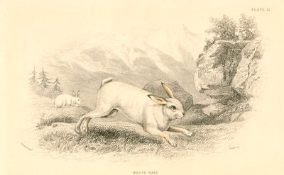 Zając Lepus europaeus, 1828 r. autorstwa Unbekannt