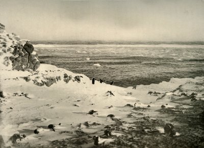 Ostatni z pingwinów tuż przed ich migracją w marcu, ok. 1908, 1909. autorstwa Unbekannt