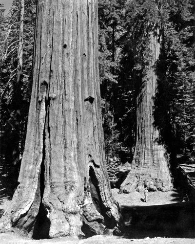 Gaj Mariposa w Yosemite (zdjęcie czarno-białe) autorstwa Unbekannt