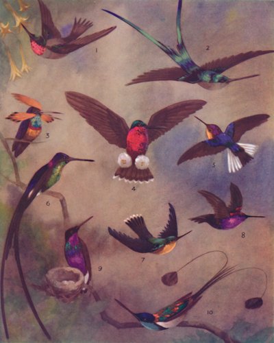 Cudowny kolor kolibrów, 1935 autorstwa Unbekannt