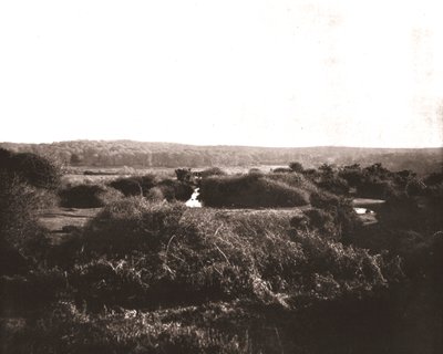 New Forest, Hampshire, 1894. autorstwa Unbekannt