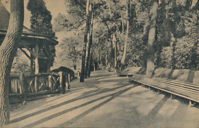 Spacer po sosnach, 1929 autorstwa Unbekannt