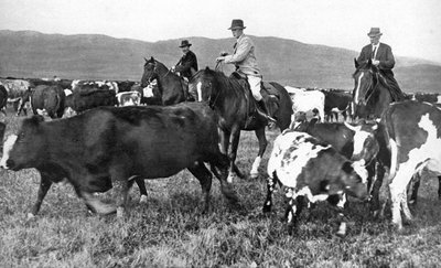 Książę Walii łapie bydło w Albercie w Kanadzie, ok. 1930 r. autorstwa Unbekannt