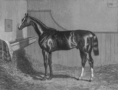 Rt. Kochanie. Hrabia Lichfields Elis. Laureat St. Leger 1836, 1911 autorstwa Unbekannt